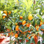 Кинкан, саженцы - Harvesto Garden