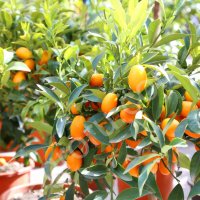 Кинкан, саженцы - Harvesto Garden