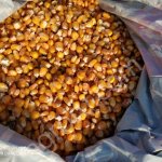 Кукуруза фуражная