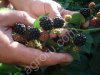 Саженцы плодовых, ягодных, декоративных, хвойных культур и роз