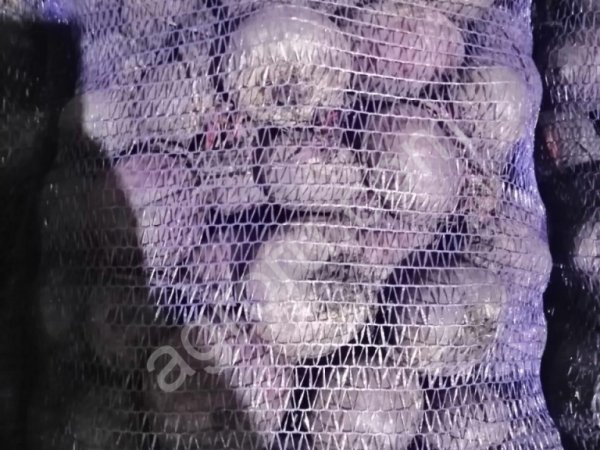 Свекла оптом ,урожай 2021