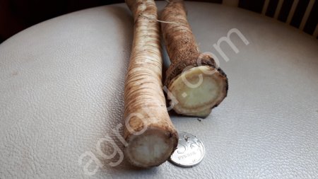 Корень хрена свежий