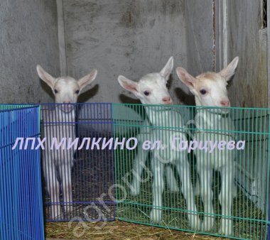 Козочки из тройни, от удойной козы