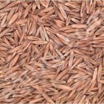 Овсяница красная