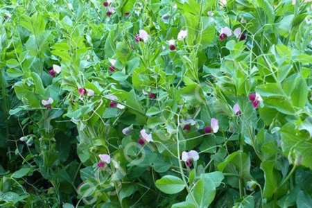 Горох посевной