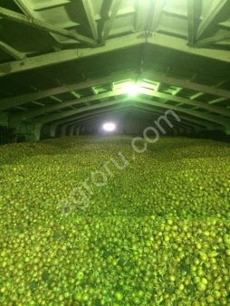 Лук репчатый оптом от кфх - 2018 год