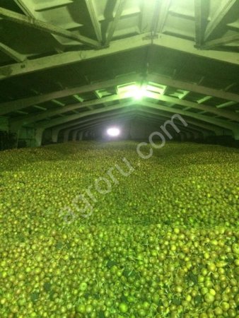 Лук репчатый оптом от кфх - 2018 год