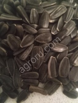 Семена подсолнечника