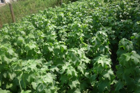 Саженцы: смородина, жимолость.