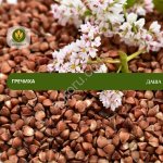 Семена гречихи Даша