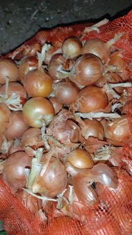 Лук репчатый