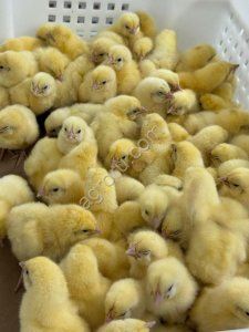 Суточный цыпленок