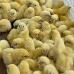 Суточный цыпленок