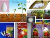 Регулятори роста рослин