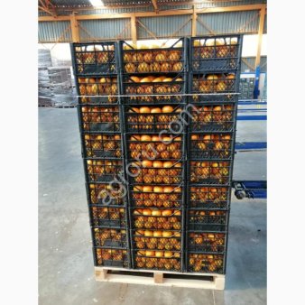 Апельсины Турция