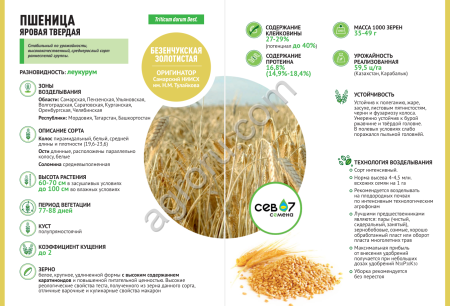 семена пшеницы яровой твёрдой Безенчукская Золотистая ( элита)