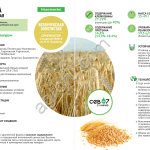 семена пшеницы яровой твёрдой Безенчукская Золотистая ( элита)