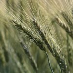 Семена ярового ячменя