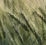 Семена ярового ячменя