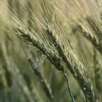 Семена ярового ячменя