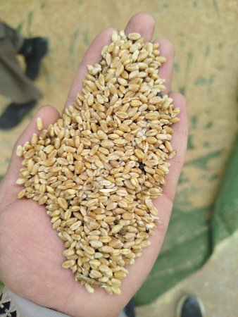 Пшеница 4-5 класс