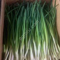 Лук зеленый перо
