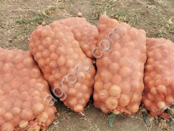 Лук от КФХ