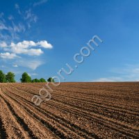 Земля под овощные и зерновые культуры, площадью 250 га