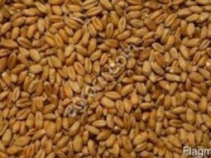 Пшеница