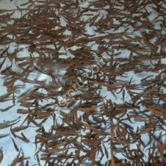 Малек стерляди (3-5 гр)