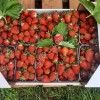 Клубника оптом свежая клери, антея, априка