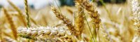 семена озимой пшеницы