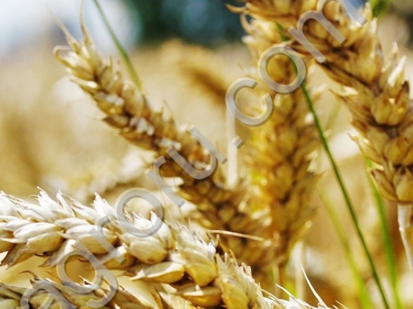 семена озимой пшеницы