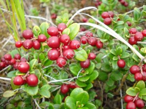 брусника чистая