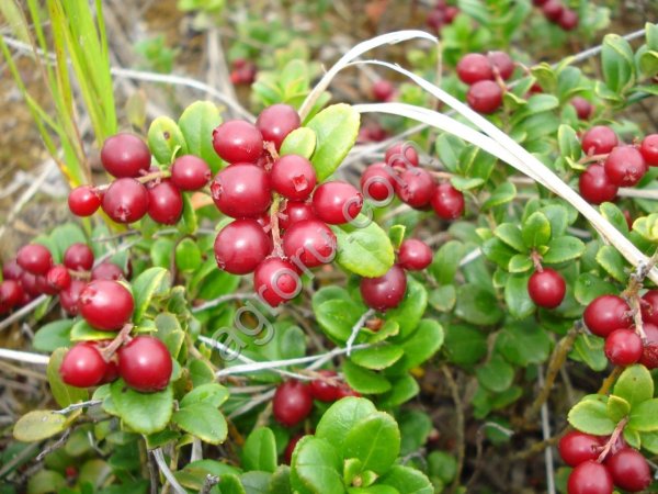 брусника чистая