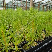 Саженцы сосны