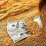 Пшеница 3-й, 4-й класс