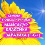 ГИБРИДЫ СЕМЕНА ПОДСОЛНЕЧНИКА МАС83Р (МАЙСАДУР, MAISADOUR)