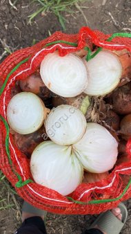 Лук от фермера большой обьем