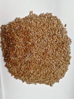 Лен золотистый