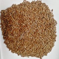 Лен золотистый