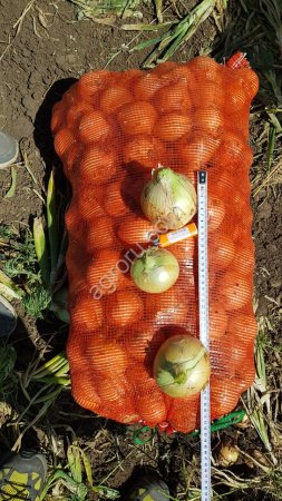 Лук репчатый