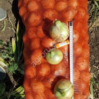 Лук репчатый