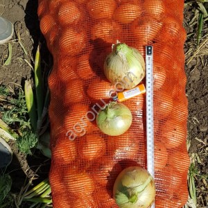 Лук репчатый