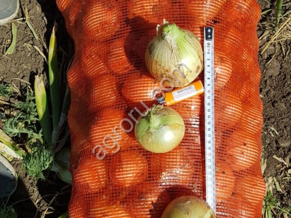 Лук репчатый