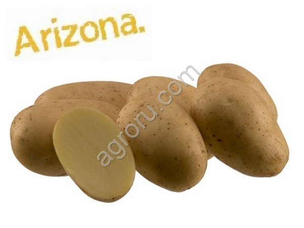 семенной картофель Аризона от 3000кг от производителя