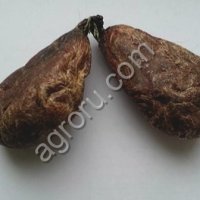 Мускус Бобра