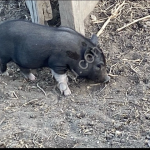 вьетнамских чёрных поросят
