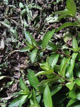 Мята перечная свежая