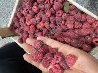 Замароженный малина Экстра